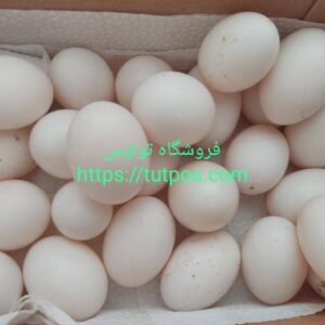 تخم کبوتر ( بسته ۱۵ تایی )