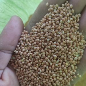 بذر ارزن (بیرجندی درشت) - بذر ارزن ایرانی