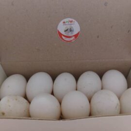 تخم کبوتر ( تخم کفتر ) - بسته ۸ تایی